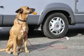 Hund an Wohnmobil gesichert mit Waubutler